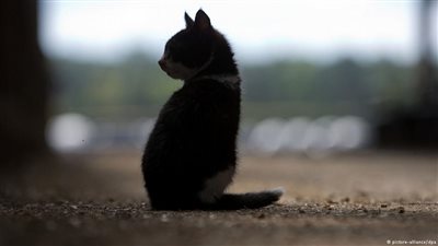 قطة نيوزيلاندية تجلبُ مخدرات إلى منزل مربيتها