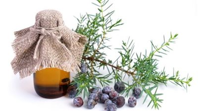 تعرف على فوائد زيت نبات العرعر الصحية