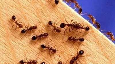 حاربي النمل بالخيار وخل التفاح والتوابل