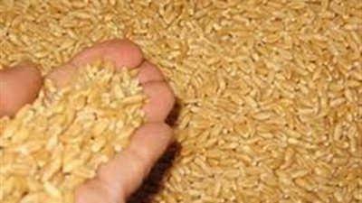 توريد 103 آلاف طن قمح من مزارع الوادي الجديد