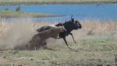 قطيع أسود يقتل أنثى حيوان بري حامل ويلتهم جنينها (فيديو وصور)