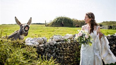 حيوانات أفسدت جلسات تصوير حفلات الزفاف (صور)