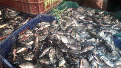 «البيئة»: نفوق 100 كيلو أسماك بلطي بالدقهلية