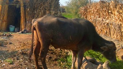 الطب الوقائى: طالبنا الجانب الأسترالى بمنع هرمنة العجول