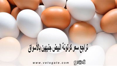 تراجع سعر كرتونة البيض جنيهين بالأسواق