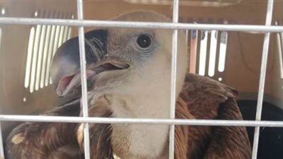 البيئة تنجح في إنقاذ النسر الأسمر بدهب وتوفر الرعاية الصحية له | صور