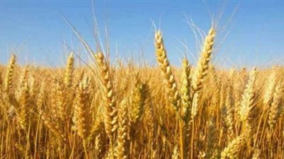 التموين: حققنا معدلات توريد قياسية للقمح العام الحالي | فيديو