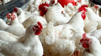 غرفة القاهرة: أسعار الدواجن قد تتراجع مع اقتراب العشر الأواخر من رمضان