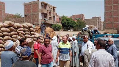 توريد 22 ألفا و937 طن قمح بجميع مراكز أسيوط