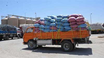 توريد 71 ألف طن من القمح للصوامع والشون بالمنيا