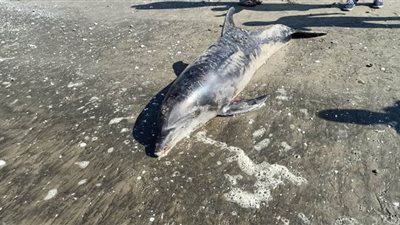 نفوق دولفين طوله 2.5 متر على شاطئ بورسعيد | فيديو وصور