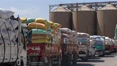 توريد 60 ألف طن قمح للشون والصوامع ببني سويف