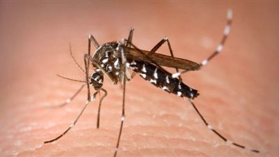 أكثر من نصف فرنسا في حالة تأهب بسبب غزو بعوض النمر الآسيوي الناقل للفيروسات