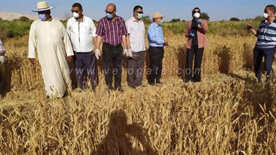 الوادى الجديد تعلن حصاد أول محصول قمح متحمل للملوحة | صور