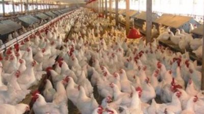 تجارية القاهرة: الدواجن تعود للارتفاع من جديد فى المزارع