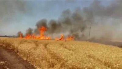 النيران تلتهم فدان قمح بمنفلوط في أسيوط