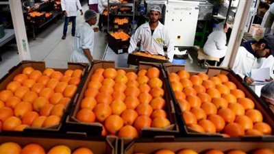 تكويد عينات الصادرات الزراعية ينتظر التطبيق بعد اقتراب إنشاء حساب بنكي للحجر الزراعي