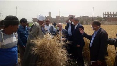توريد 86 ألف طن قمح لصوامع وشون القليوبية من بداية موسم التوريد