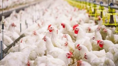 تجارية القاهرة: تراجع أسعار الدواجن في الأسواق