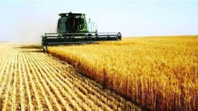 تموين الوادي الجديد يتسلم 91 ألف طن قمح من المزارعين