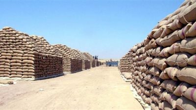 توريد 144 ألفاً و454 طن قمح بصوامع وشون البحيرة