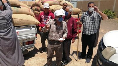 توريد ١٢٧ ألف طن قمح في صوامع الدقهلية | صور