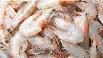 تراجع استيراد مصر للجمبري بنسبة 34.7%