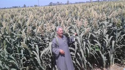 نقيب الفلاحين: زراعة الشعير لن تقلل استيراد القمح.. ويمكن خلط الذرة مع الدقيق