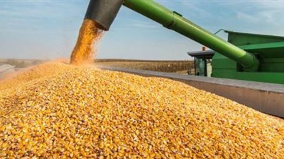 طلب إحاطة لتفعيل الزراعات التعاقدية وتوفير 1.4 مليار دولار في استيراد الذرة