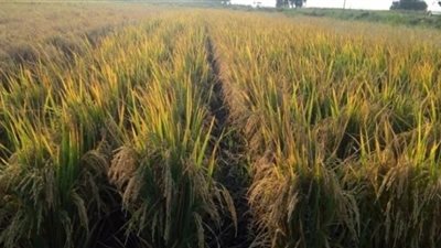 زراعة الوادي الجديد تجري تجارب لزراعة الأرز غير المستهلك للمياه 