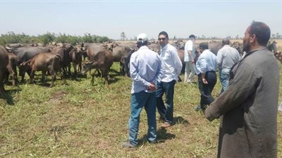 الزراعة تحصد القمح في 160 فدانا بمحطة سدس ببني سويف