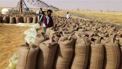 محافظ أسيوط: توريد 32 ألف و559 طن قمح وحصاد 150 ألف فدان حتى اليوم