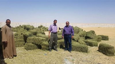 زراعة 6 أصناف محاصيل صيفية موفرة للمياه بالوادى الجديد