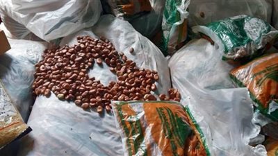 ضبط أمين عهدة بحوزته 3 أطنان فول تمويني بها حشرات