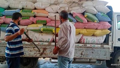 توريد 110 ألفا و594 طن قمح من المزارعين لشون وصوامع كفر الشيخ | صور
