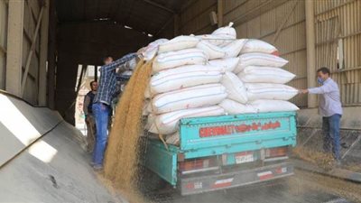 محافظ المنوفية: توريد 87 ألفا و261 طن قمح