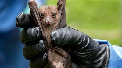 خبير: الخفافيش تمتلك أنشط جهاز مناعي بين الكائنات.. ومخلفاتها سماد عضوي قوي