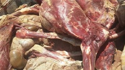 إعدام 5 أطنان من اللحوم والدواجن الفاسدة في كرداسة