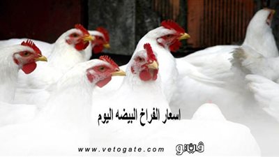 اسعار الفراخ البيضه اليوم | بورصة الدواجن العمومية 2020/5/10