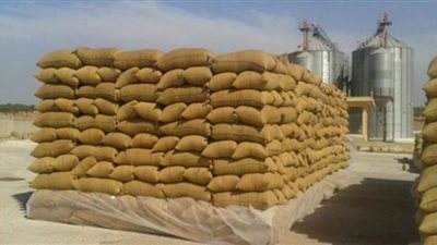 توريد 98 ألف طن قمح بالقليوبية