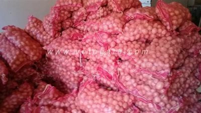 توزيع 10 أطنان من البطاطس على الأسر الأكثر فقرًا بقرى نقادة في قنا | صور