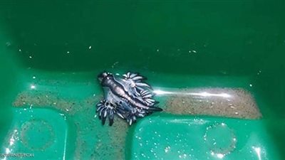 طفل يعثر على 4 تنانين زرقاء نادرة