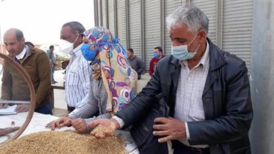توريد ١٠٣ آلاف طن قمح بالقليوبية