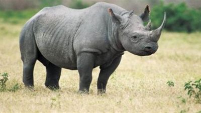 وحيد القرن يتعرض للصيد الجائر في الهند