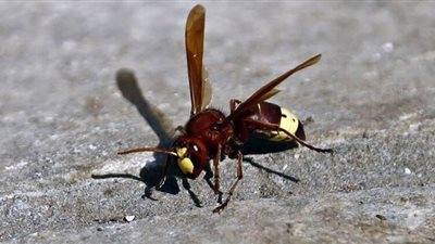 الكويت تنفي انتشار الدبور الآسيوي القاتل في البلاد