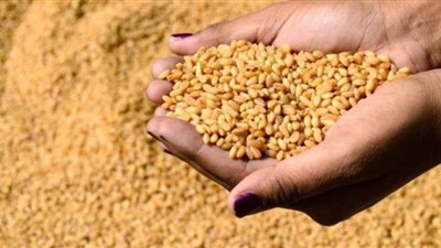 تموين الإسكندرية: استقبال 88 ألف طن من الأقماح المحلية