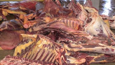 إرسال عينة من 5 أطنان لحوم فاسدة للطب البيطري بالخليفة