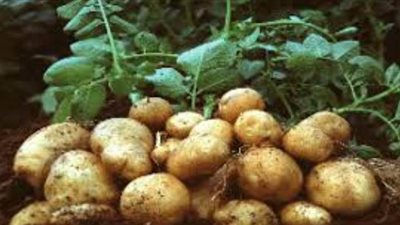 نقيب الفلاحين يكشف أسباب انخفاض أسعار البطاطس وتأثيره على المزارعين