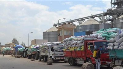 توريد 151 ألف طن قمح بصوامع وشون الدقهلية منذ بدء موسم الحصاد