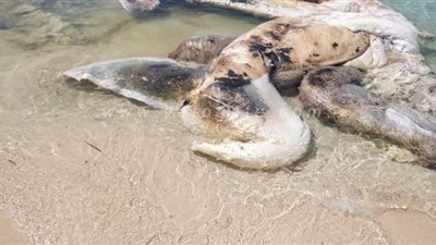 العثور على هيكل حوت نافق طوله 15 مترا بأحد شواطئ الضبعة